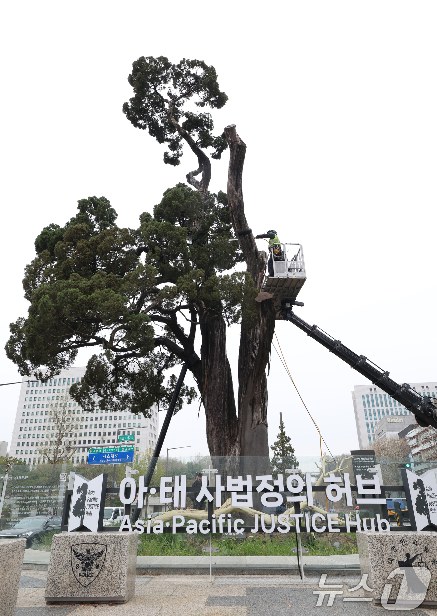 (서울=뉴스1) 최지환 기자 = 서초구 관계자들이 9일 서울 서초역사거리 중앙 녹지대에서 아시아 태평양 사법정의 허브 상징 '천년향' 물세척을 하고 있다.천년향은 서울시에서 가장 …