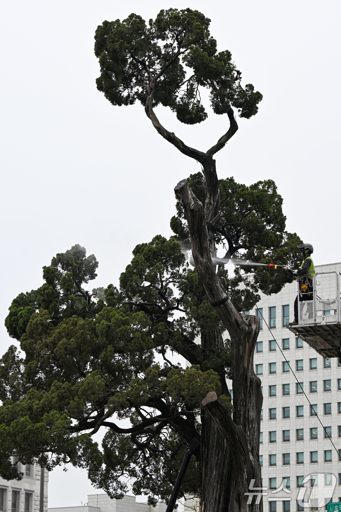 (서울=뉴스1) 최지환 기자 = 서초구 관계자들이 9일 서울 서초역사거리 중앙 녹지대에서 아시아 태평양 사법정의 허브 상징 '천년향' 물세척을 하고 있다.천년향은 서울시에서 가장 …