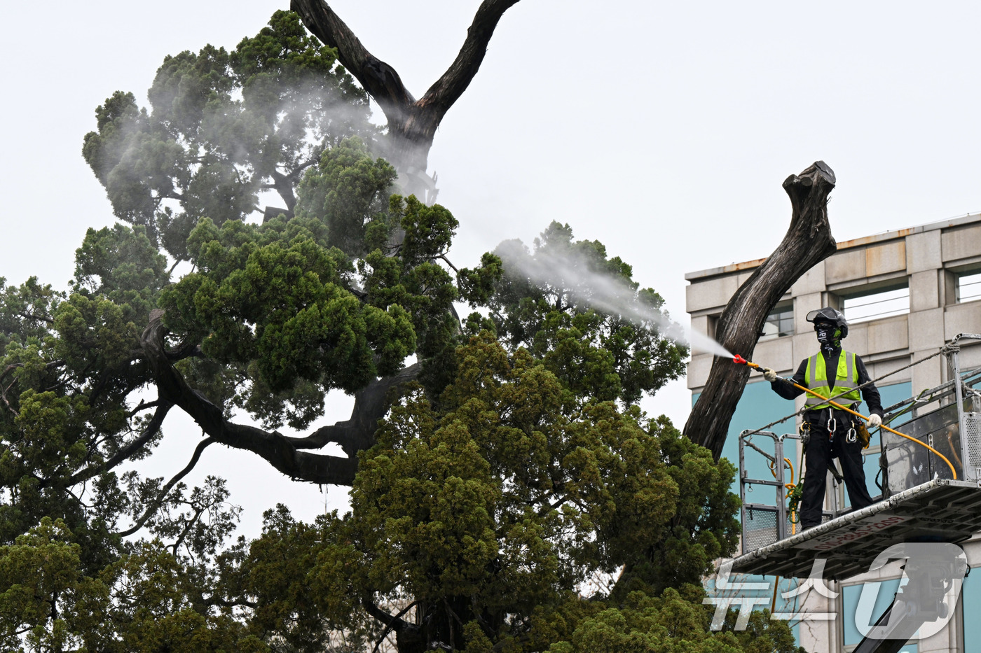 (서울=뉴스1) 최지환 기자 = 서초구 관계자들이 9일 서울 서초역사거리 중앙 녹지대에서 아시아 태평양 사법정의 허브 상징 '천년향' 물세척을 하고 있다.천년향은 서울시에서 가장 …