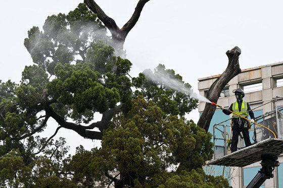 서초구, 천년향 봄맞이 물세척