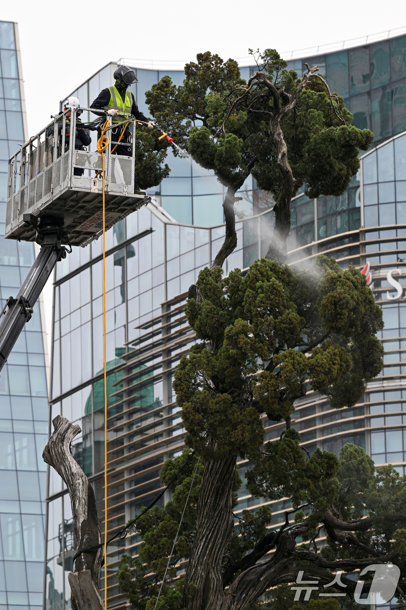 (서울=뉴스1) 최지환 기자 = 서초구 관계자들이 9일 서울 서초역사거리 중앙 녹지대에서 아시아 태평양 사법정의 허브 상징 '천년향' 물세척을 하고 있다.천년향은 서울시에서 가장 …