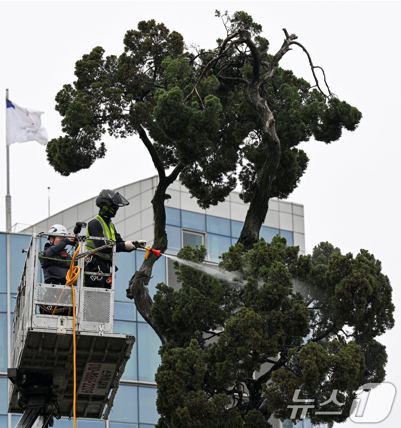 (서울=뉴스1) 최지환 기자 = 서초구 관계자들이 9일 서울 서초역사거리 중앙 녹지대에서 아시아 태평양 사법정의 허브 상징 '천년향' 물세척을 하고 있다.천년향은 서울시에서 가장 …