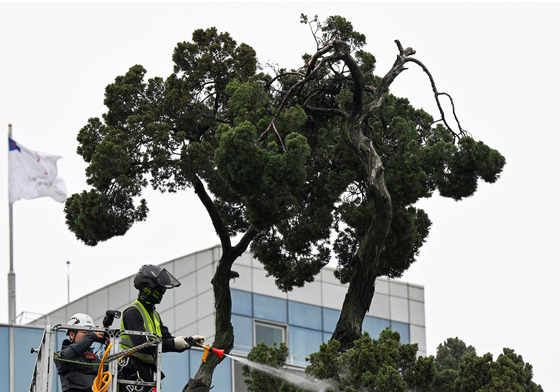봄맞이 목욕하는 천년향