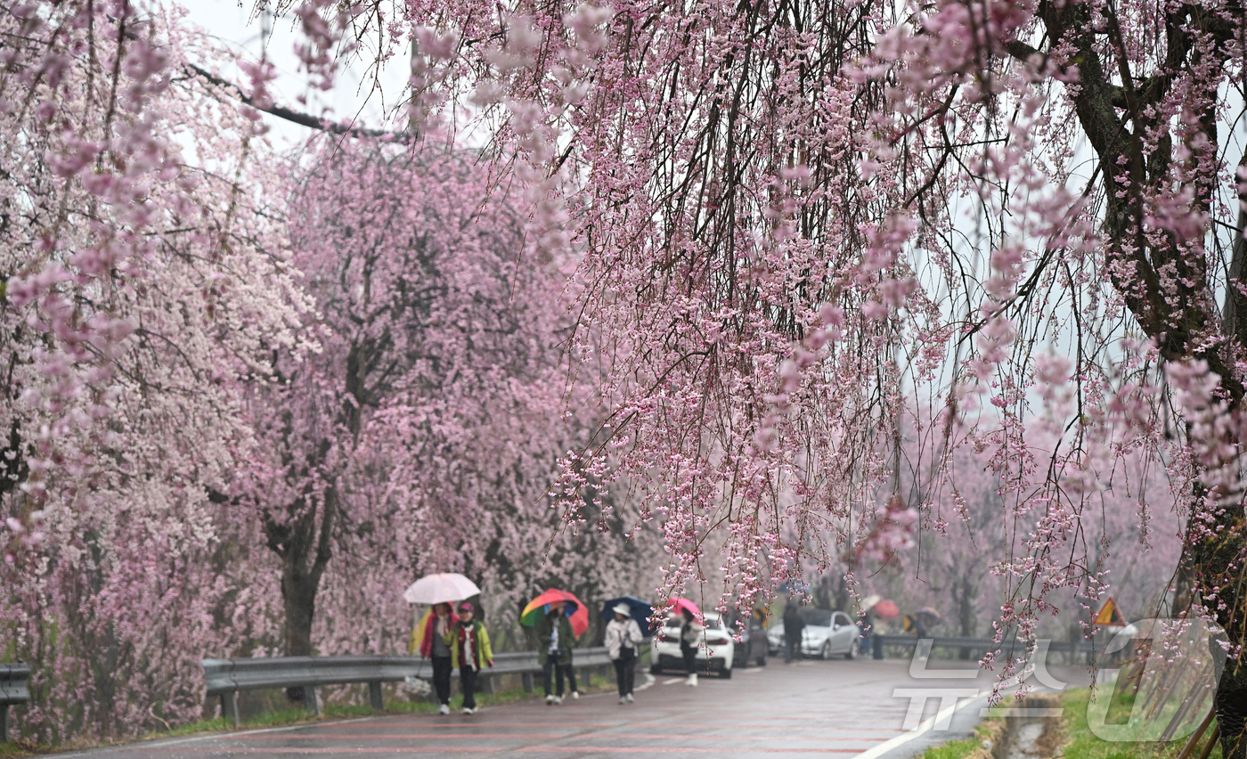 (서울=뉴스1) = 봄비가 내리는 9일 경남 거창군 남상면 임불마을 능수벚꽃길을 찾은 관광객들이 벚꽃나무 사잇길을 걷고 있다. (거창군 제공. 재판매 및 DB 금지)  2026.4 …
