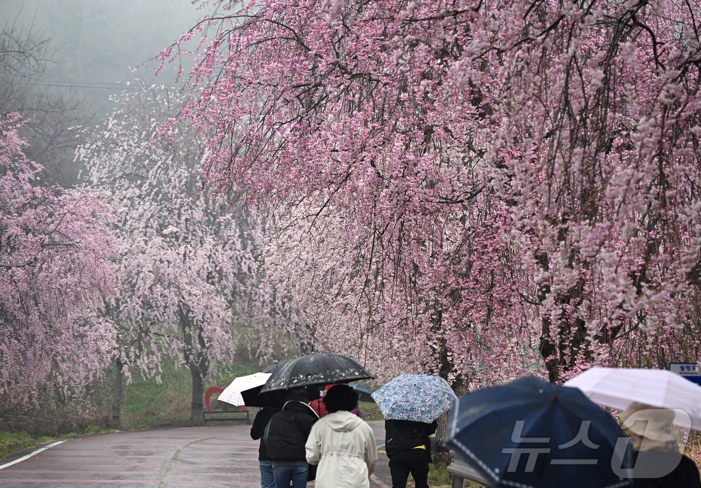 (서울=뉴스1) = 봄비가 내리는 9일 경남 거창군 남상면 임불마을 능수벚꽃길을 찾은 관광객들이 벚꽃나무 사잇길을 걷고 있다. (거창군 제공. 재판매 및 DB 금지) 2026.4. …
