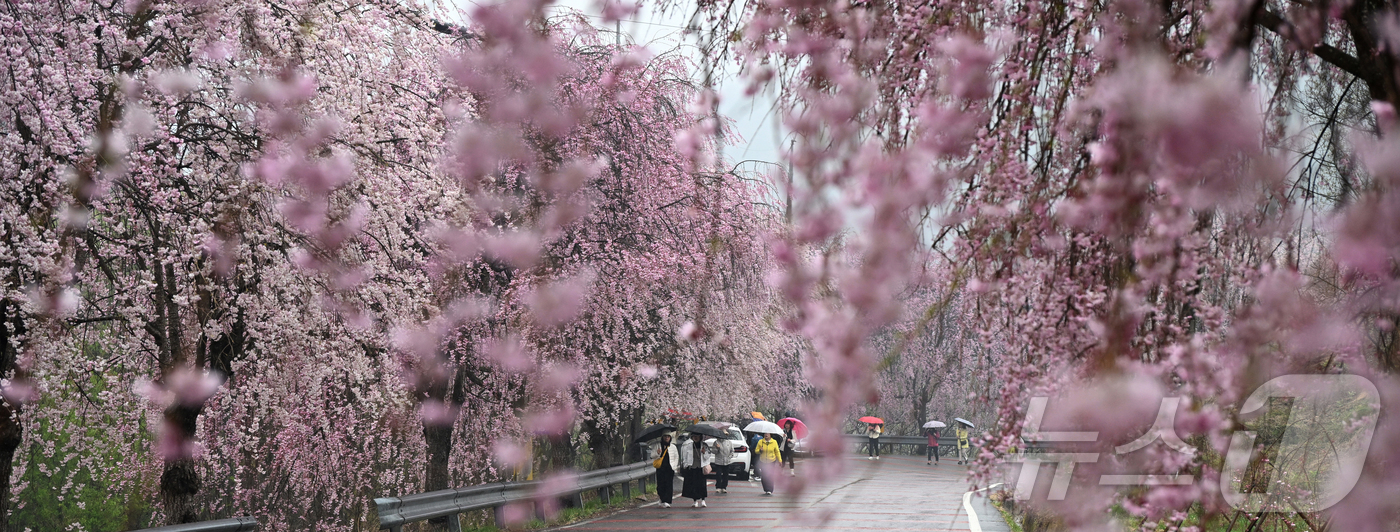 (서울=뉴스1) = 봄비가 내리는 9일 경남 거창군 남상면 임불마을 능수벚꽃길을 찾은 관광객들이 벚꽃나무 사잇길을 걷고 있다. (거창군 제공. 재판매 및 DB 금지) 2026.4. …