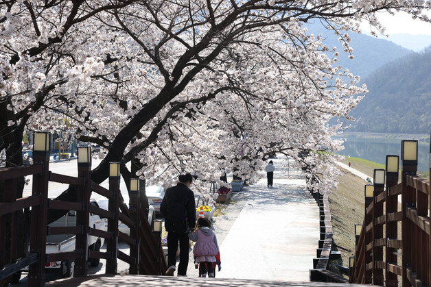 2026 단양강 벚꽃 야경 투어, 10~12일까지 벚꽃길서 개최