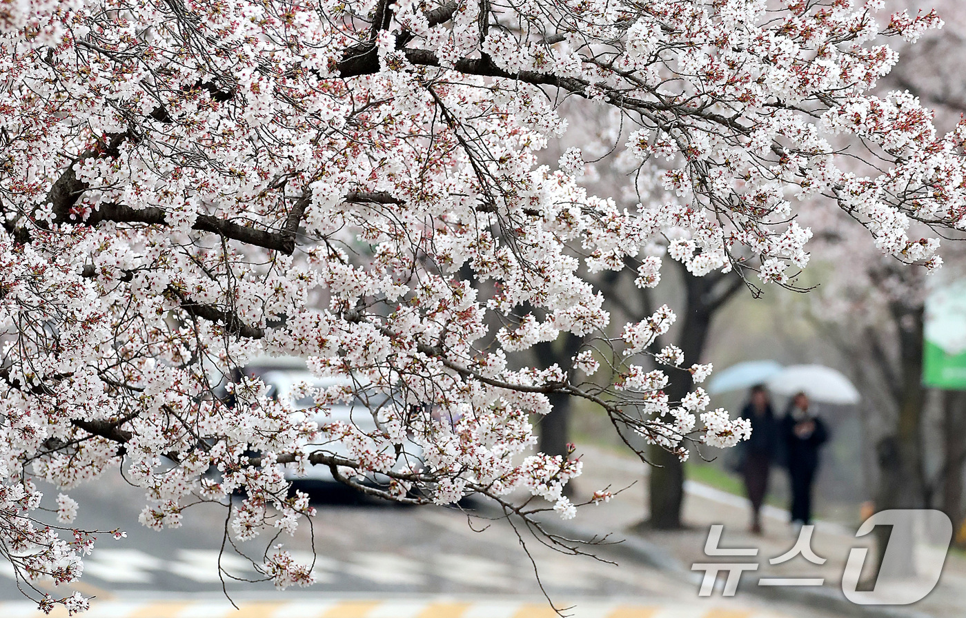 (경산=뉴스1) 공정식 기자 = 9일 오후 봄비가 내리는 대구대학교 경산캠퍼스에서 우산을 쓴 학생들이 벚꽃길을 따라 발걸음을 옮기고 있다. 2026.4.9/뉴스1