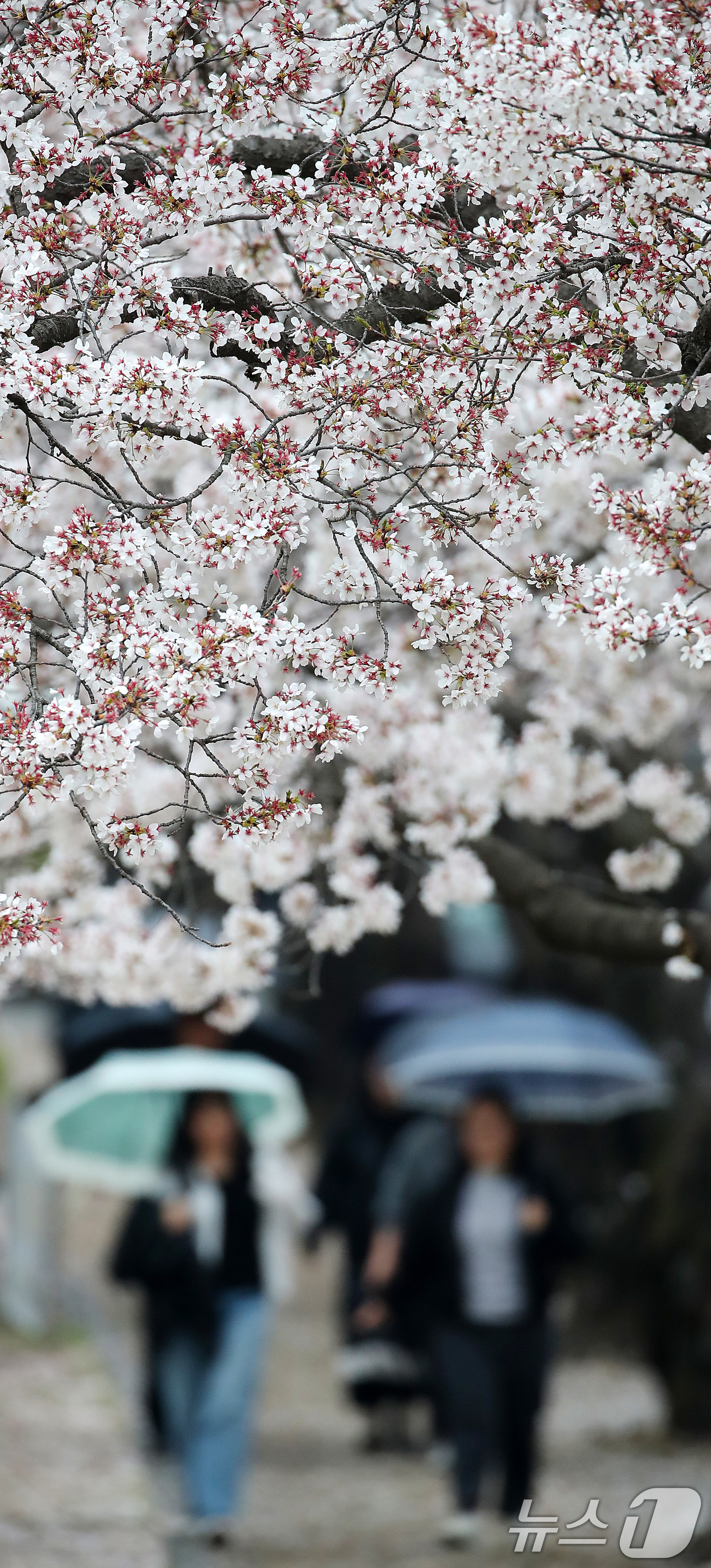 (경산=뉴스1) 공정식 기자 = 9일 오후 봄비가 내리는 대구대학교 경산캠퍼스에서 우산을 쓴 학생들이 벚꽃길을 따라 발걸음을 옮기고 있다. 2026.4.9/뉴스1