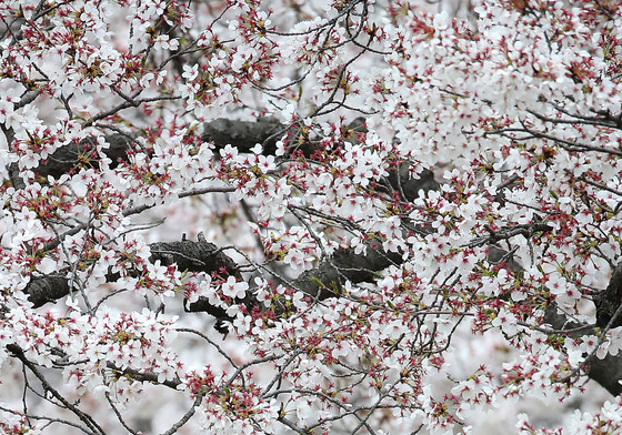 봄비 내리는 캠퍼스