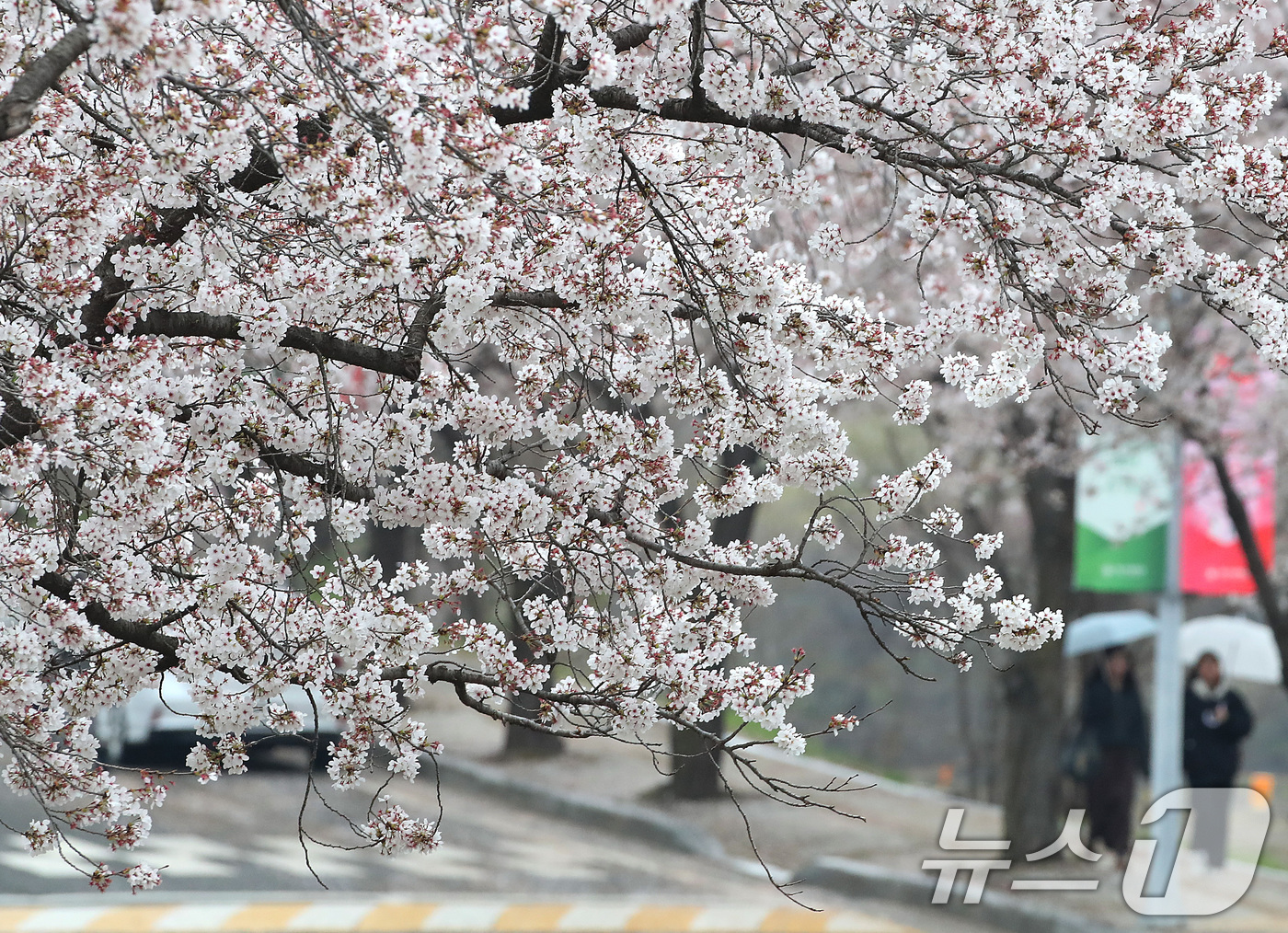 (경산=뉴스1) 공정식 기자 = 9일 오후 봄비가 내리는 대구대학교 경산캠퍼스에서 우산을 쓴 학생들이 벚꽃길을 따라 발걸음을 옮기고 있다. 2026.4.9/뉴스1