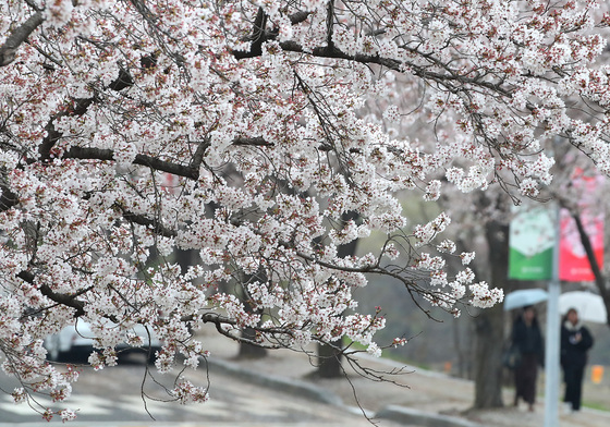 봄비 내리는 캠퍼스