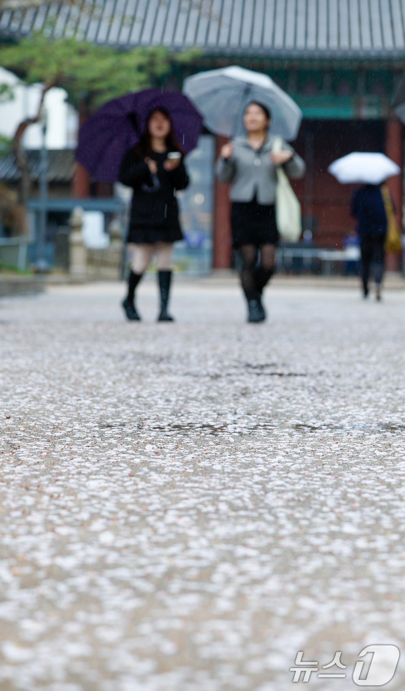 (서울=뉴스1) 안은나 기자 = 전국에 봄비가 내리는 9일 오후 서울 중구 덕수궁에 벚꽃잎이 떨어져 있다. 2026.4.9/뉴스1
