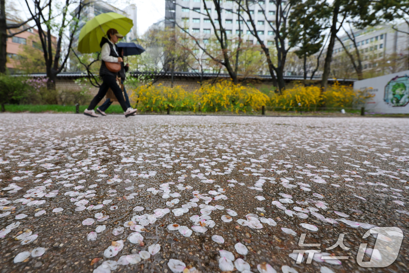 (서울=뉴스1) 안은나 기자 = 전국에 봄비가 내리는 9일 오후 서울 중구 덕수궁에 벚꽃잎이 떨어져 있다. 2026.4.9/뉴스1
