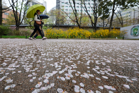 전국에 봄비 '벚꽃엔딩'