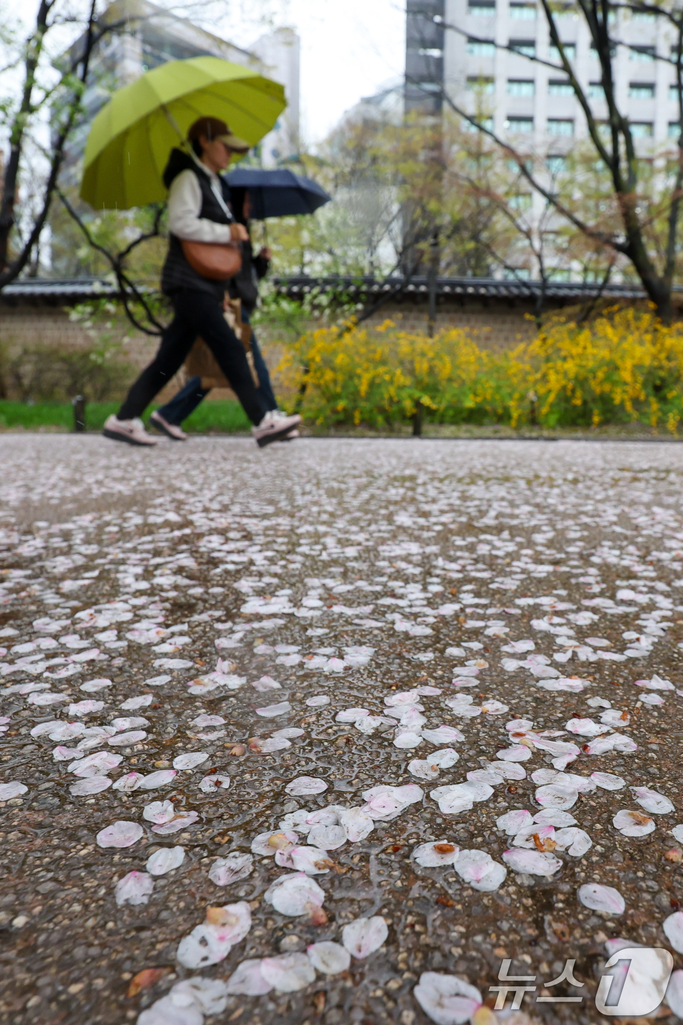 (서울=뉴스1) 안은나 기자 = 전국에 봄비가 내리는 9일 오후 서울 중구 덕수궁에 벚꽃잎이 떨어져 있다. 2026.4.9/뉴스1