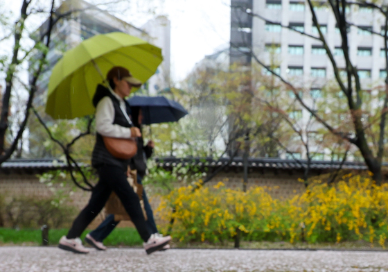 봄비에 떨어진 벚꽃잎