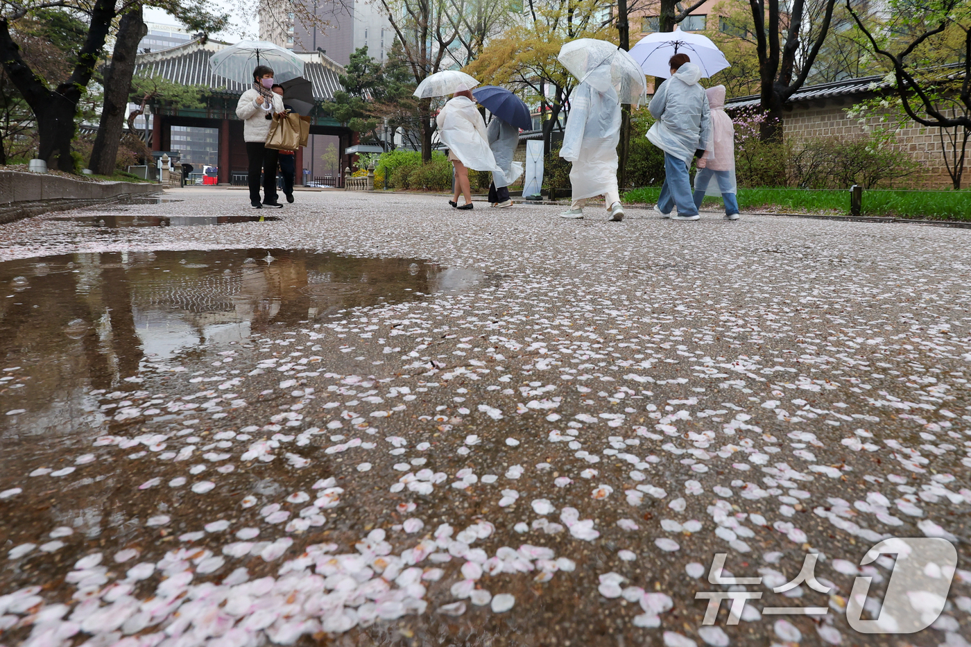 (서울=뉴스1) 안은나 기자 = 전국에 봄비가 내리는 9일 오후 서울 중구 덕수궁에 벚꽃잎이 떨어져 있다. 2026.4.9/뉴스1