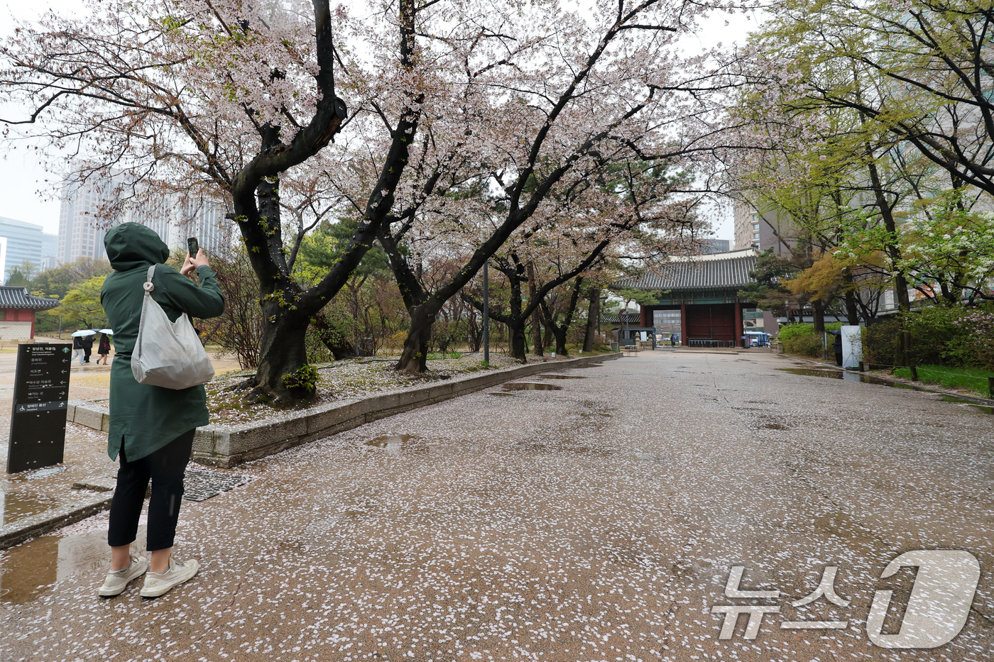 (서울=뉴스1) 안은나 기자 = 전국에 봄비가 내리는 9일 오후 서울 중구 덕수궁에 벚꽃잎이 떨어져 있다. 2026.4.9/뉴스1
