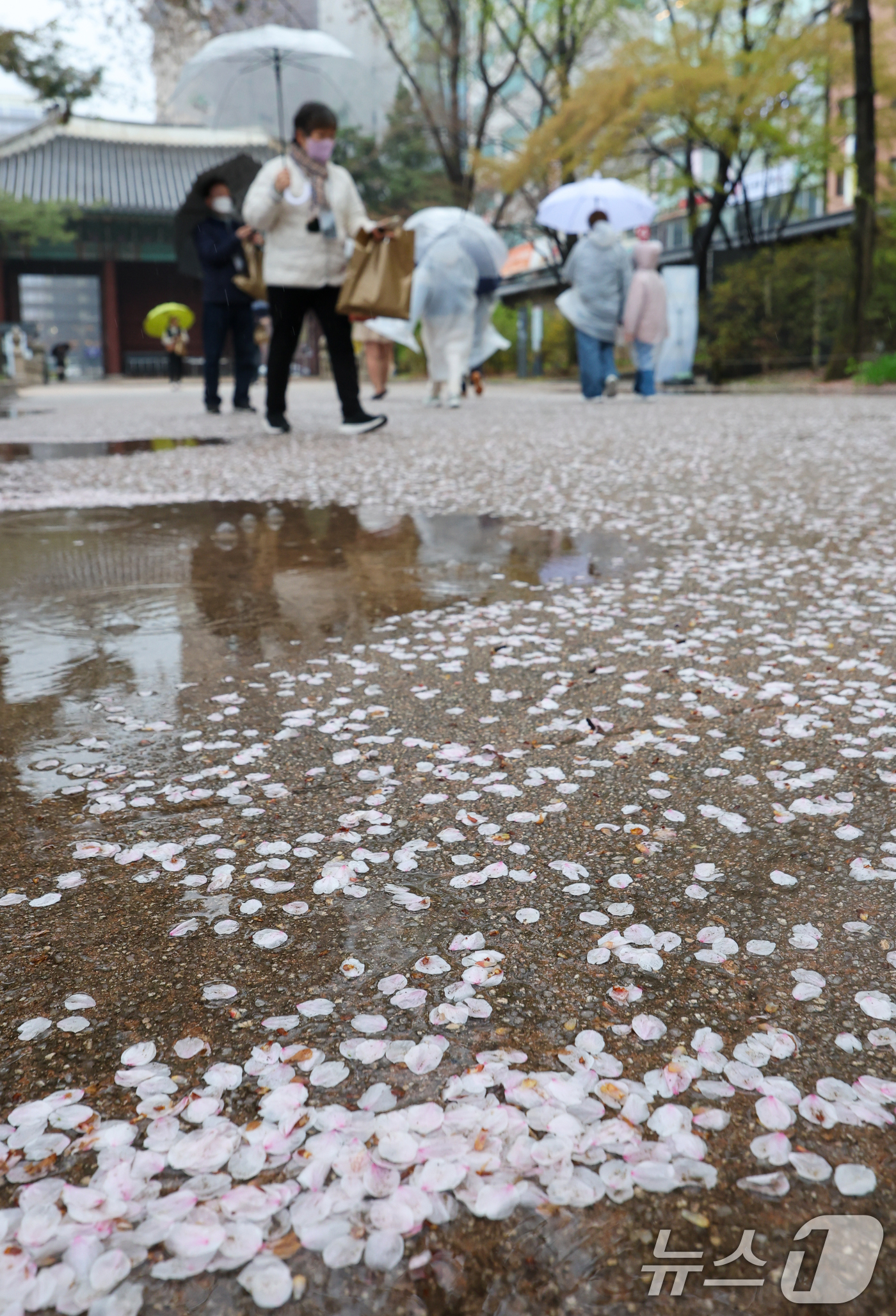 (서울=뉴스1) 안은나 기자 = 전국에 봄비가 내리는 9일 오후 서울 중구 덕수궁에 벚꽃잎이 떨어져 있다. 2026.4.9/뉴스1