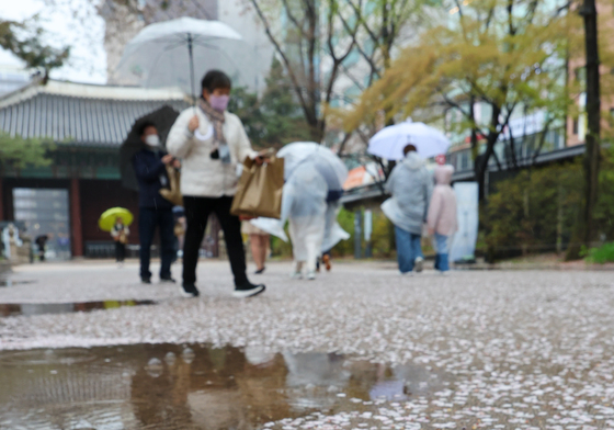 벚꽃 카펫 밟아볼까