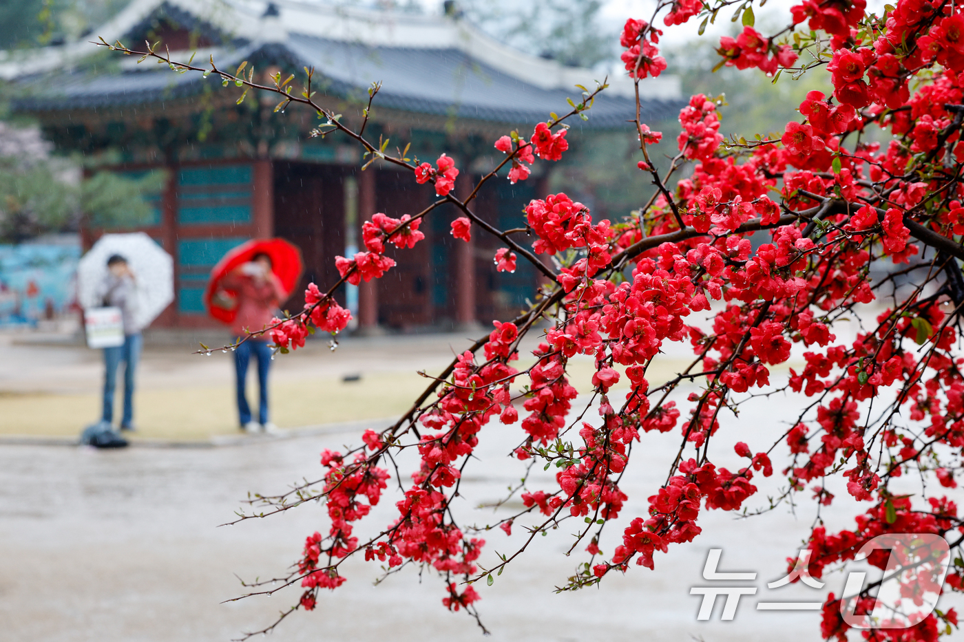 (서울=뉴스1) 안은나 기자 = 전국에 봄비가 내리는 9일 오후 서울 중구 덕수궁을 찾은 시민들이 명자나무 꽃을 보고 있다. 2026.4.9/뉴스1