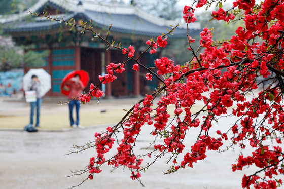 봄비와 붉은 꽃잎