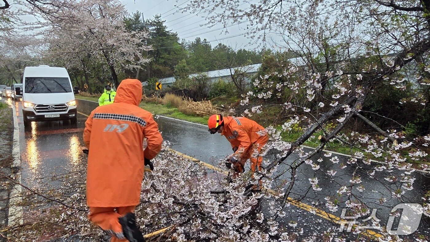 본문 이미지 - 강풍에 부러진 벚나무(제주소방본부 제공. 재판매 및 DB금지)/뉴스1