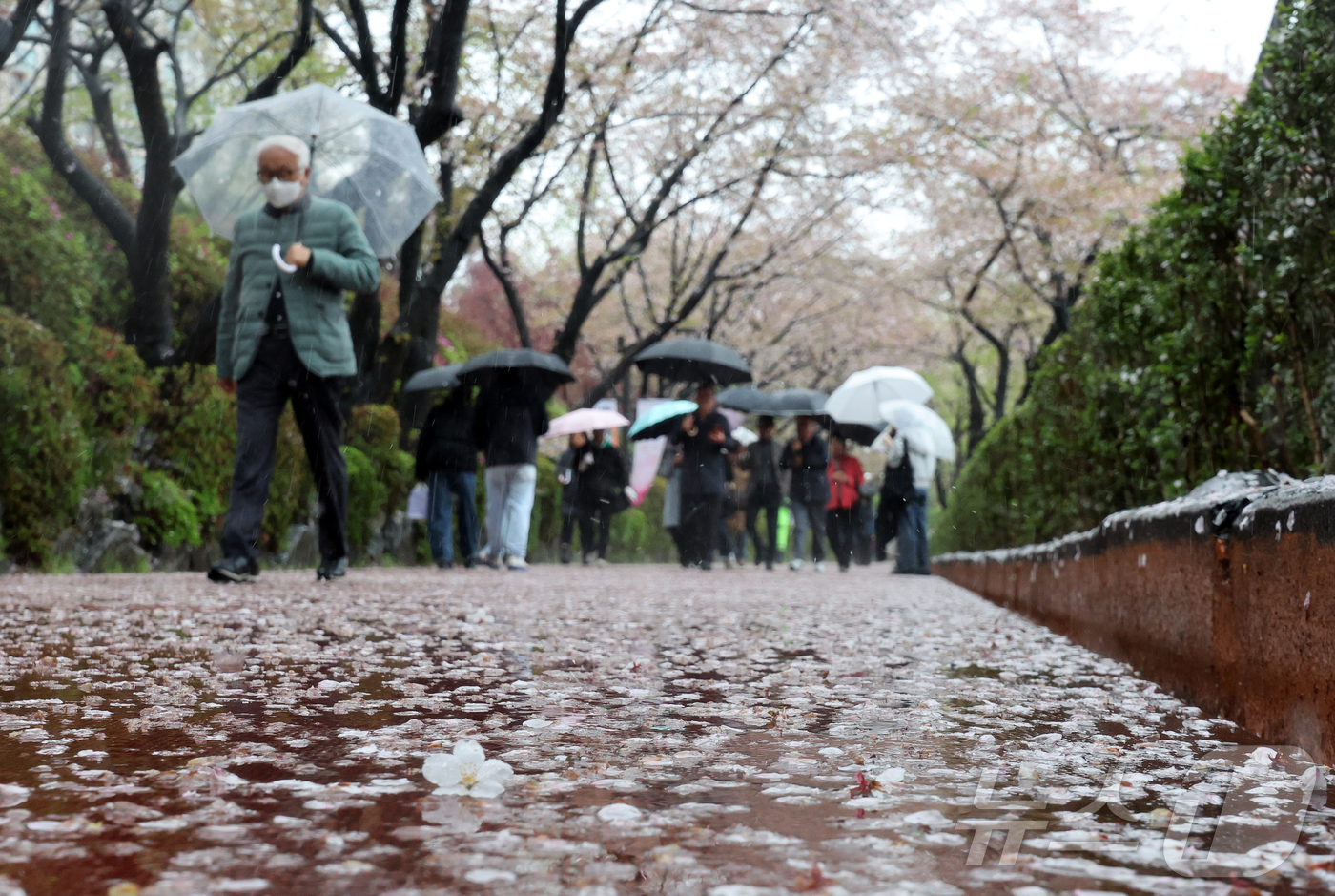 (서울=뉴스1) 김진환 기자 = 봄비가 내린 9일 오후 서울 송파구 석촌호수를 찾은 시민들이 벚꽃잎이 떨어진 산책로를 따라 걷고 있다. 2026.4.9/뉴스1