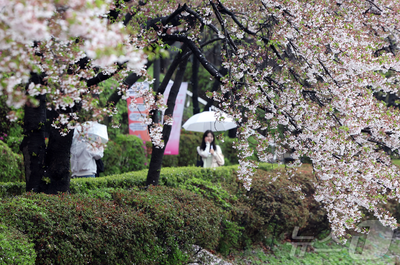 (서울=뉴스1) 김진환 기자 = 봄비가 내린 9일 오후 서울 송파구 석촌호수를 찾은 시민들이 벚꽃잎이 떨어진 산책로에서 추억을 남기고 있다. 2026.4.9/뉴스1