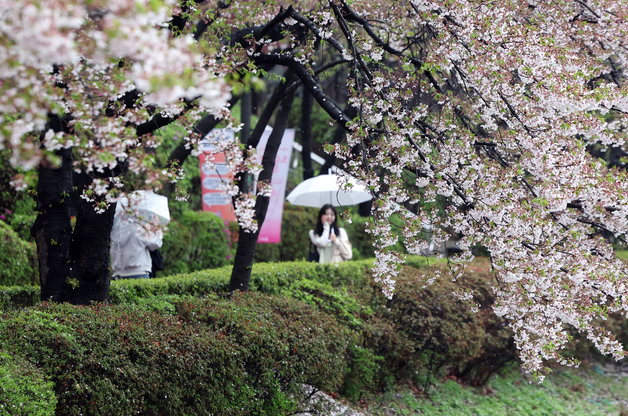 떨어지는 벚꽃과 함께 추억을