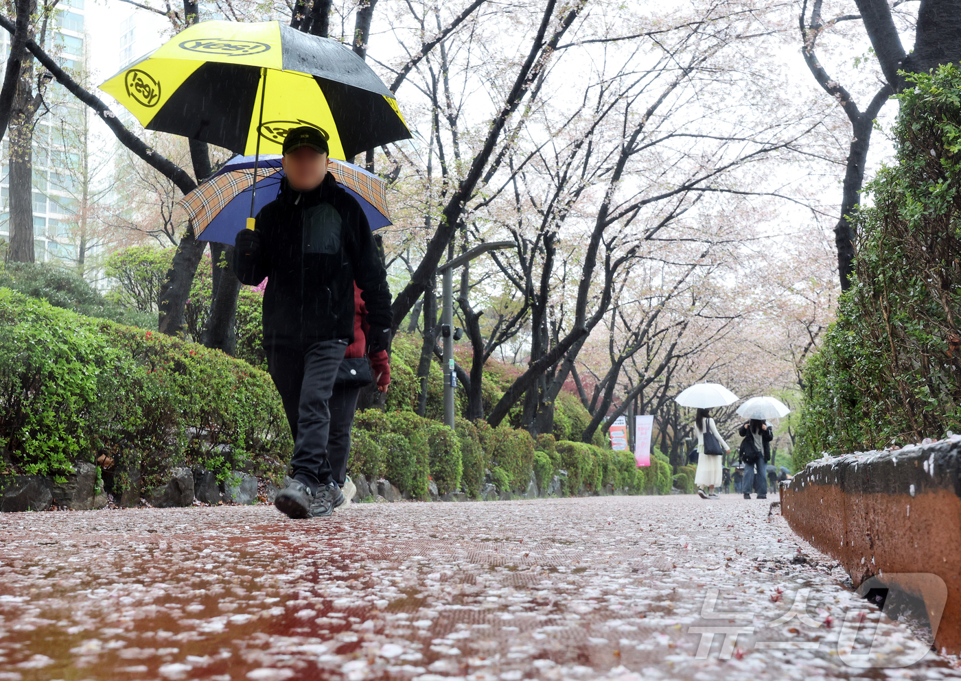 (서울=뉴스1) 김진환 기자 = 봄비가 내린 9일 오후 서울 송파구 석촌호수를 찾은 시민들이 벚꽃잎이 떨어진 산책로를 따라 걷고 있다. 2026.4.9/뉴스1