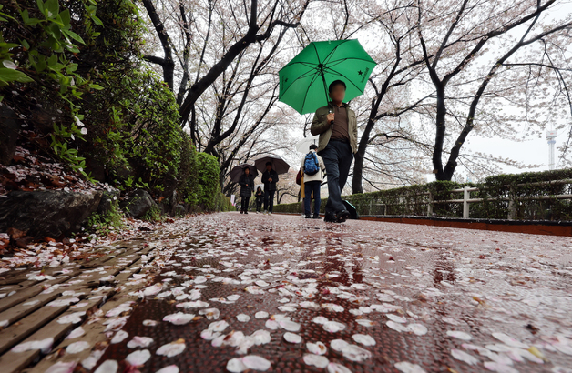 강한 봄비에 '벚꽃 엔딩'