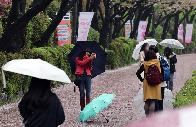 떨어지는 벚꽃과 함께 추억을