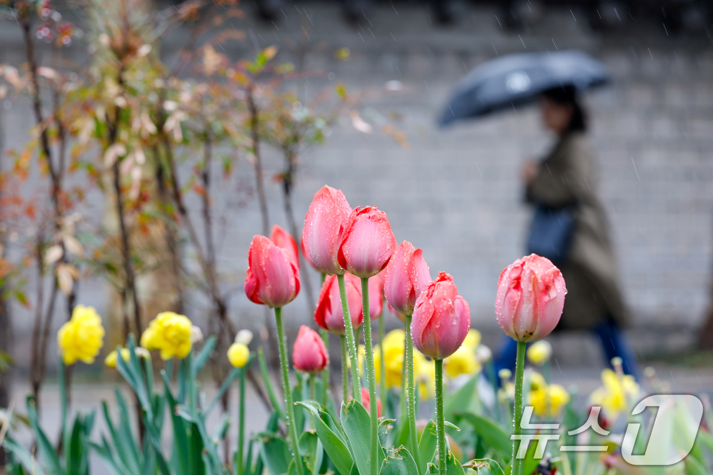 (서울=뉴스1) 안은나 기자 = 전국에 봄비가 내리는 9일 오후 서울 중구 덕수궁 돌담길가 튤립이 빗방울을 머금고 있다. 2026.4.9/뉴스1