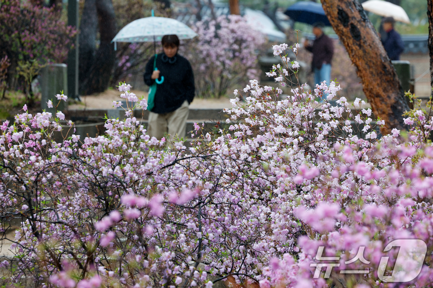 (서울=뉴스1) 안은나 기자 = 전국에 봄비가 내리는 9일 오후 서울 중구 덕수궁에 우산을 쓴 시민들이 걸어가고 있다. 2026.4.9/뉴스1