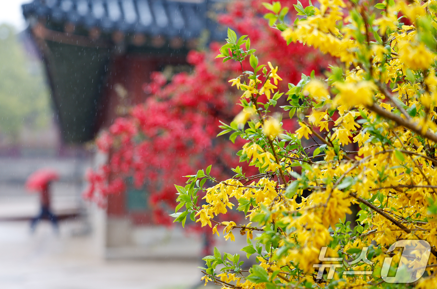 (서울=뉴스1) 안은나 기자 = 전국에 봄비가 내리는 9일 오후 서울 중구 덕수궁에 우산을 쓴 시민이 걸어가고 있다. 2026.4.9/뉴스1