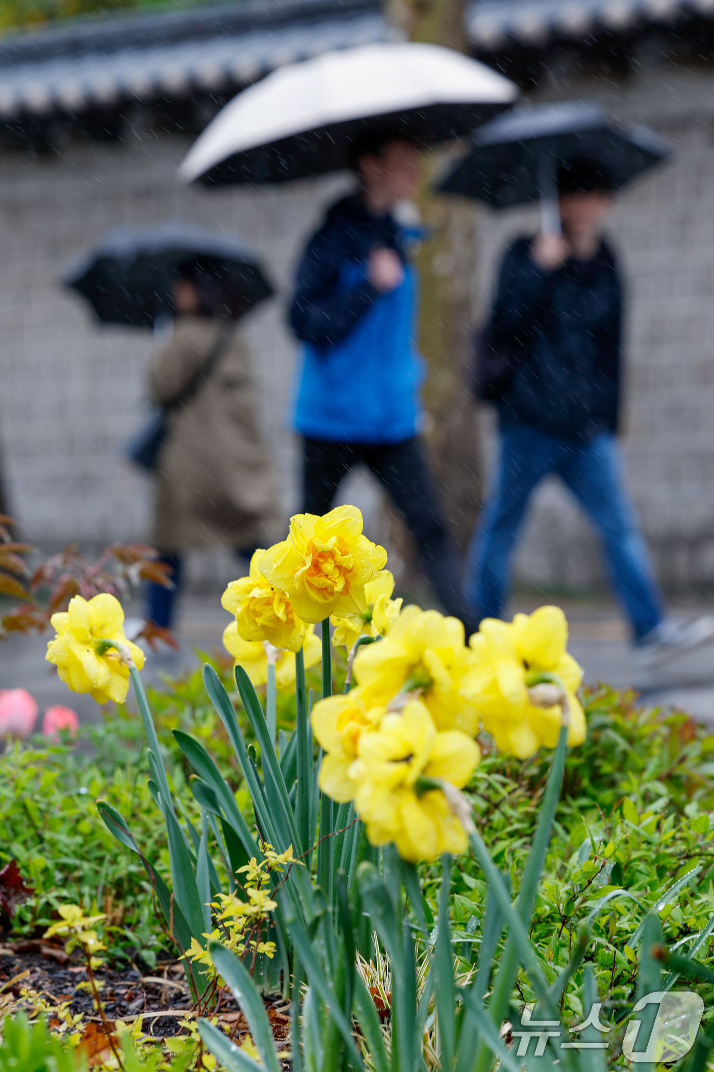 (서울=뉴스1) 안은나 기자 = 전국에 봄비가 내리는 9일 오후 서울 중구 덕수궁 돌담길가 수선화가 빗방울을 머금고 있다. 2026.4.9/뉴스1