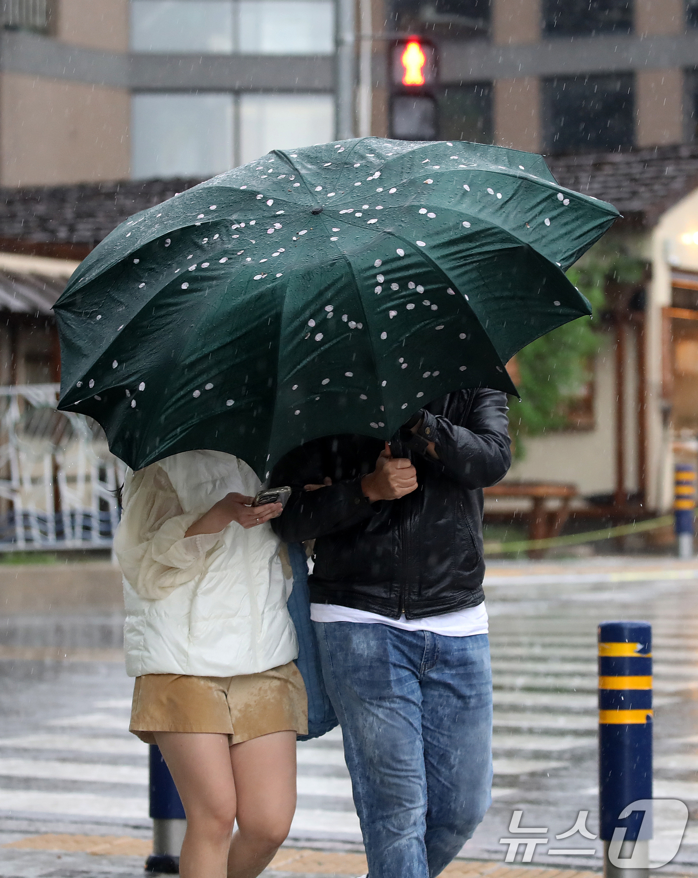 (부산=뉴스1) 윤일지 기자 = 전국적으로 비가 내리는 9일 오후 부산 해운대해수욕장 인근에서 외국인 관광객이 든 우산에 강풍에 떨어진 벚꽃잎이 붙어 있다.  2026.4.9/뉴스 …