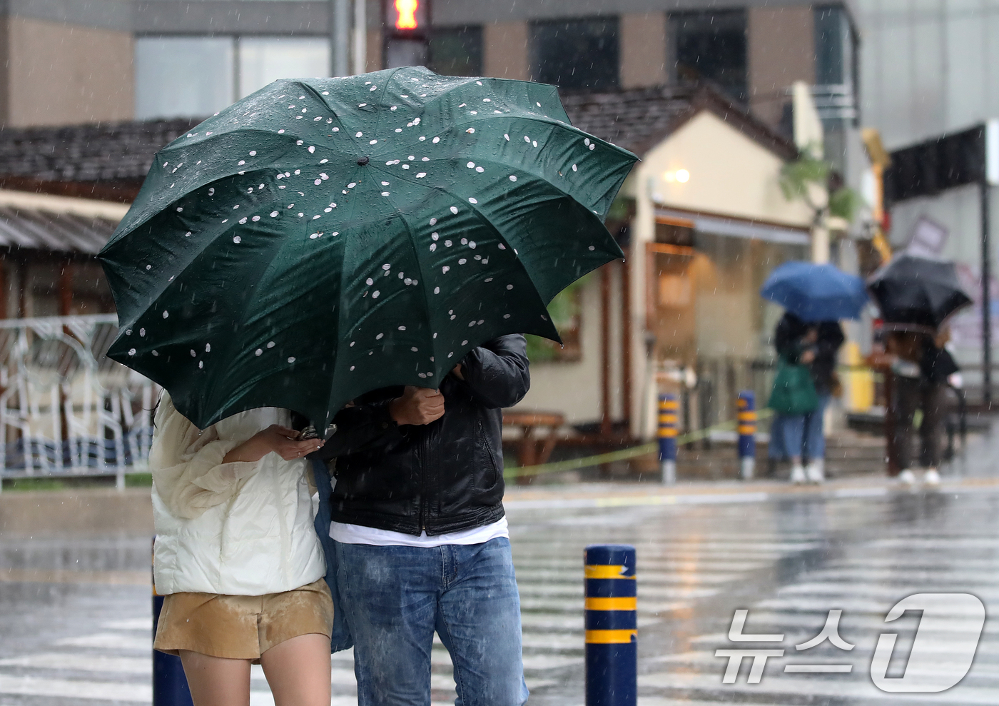 (부산=뉴스1) 윤일지 기자 = 전국적으로 비가 내리는 9일 오후 부산 해운대해수욕장 인근에서 외국인 관광객이 든 우산에 강풍에 떨어진 벚꽃잎이 붙어 있다.  2026.4.9/뉴스 …