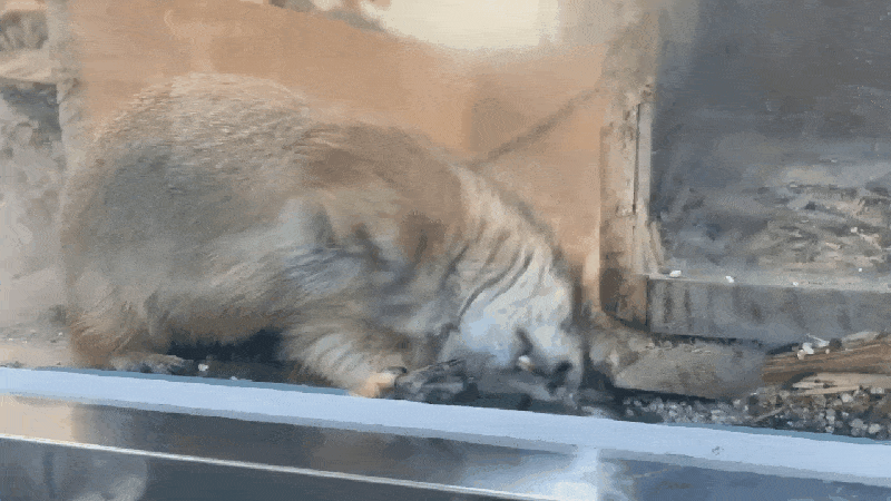 본문 이미지 - 유리벽을 반복해서 긁는 대전 오월드 주랜드의 프레리도그(대전충남녹색연합 제공) ⓒ 뉴스1