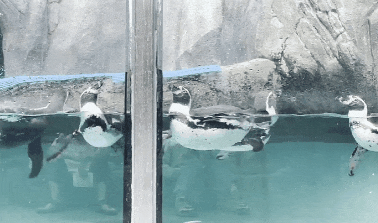 본문 이미지 - 더 나아갈 수 없는데도 계속 앞으로 수영하려는 펭귄들(대전충남녹색연합 제공) ⓒ 뉴스1