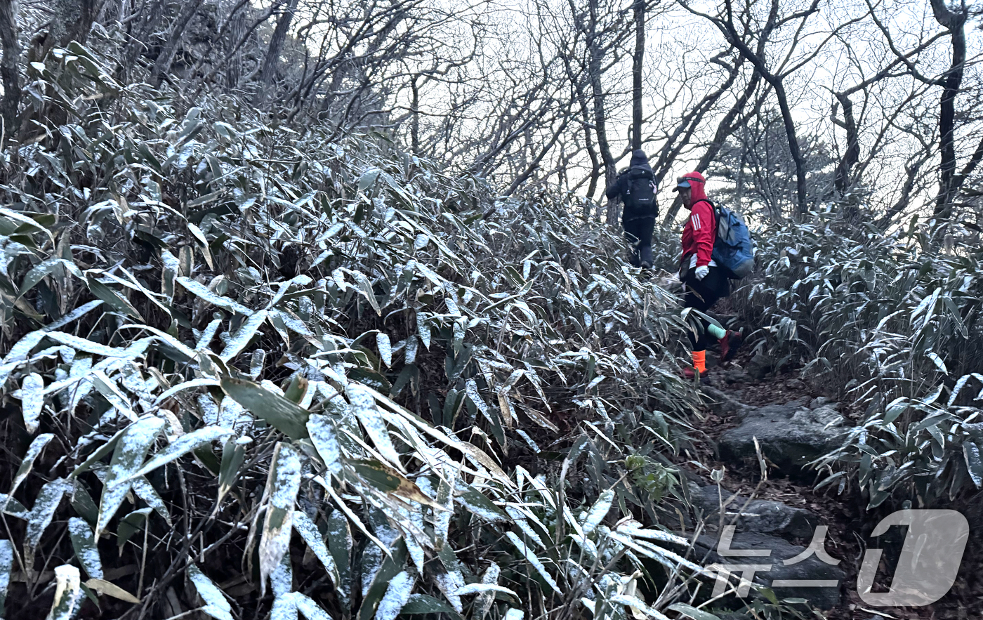 (구례=뉴스1) 김명섭 기자 = 신록의 5월 첫날인 1일 전남 구례군 지리산 조릿대 군락지에 눈이 쌓여 이색적인 모습을 보이고 있다.  2026.5.1/뉴스1
