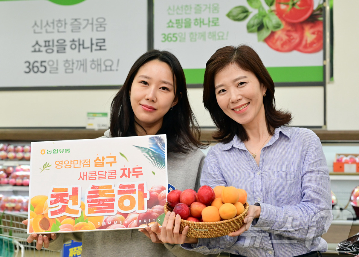 (서울=뉴스1) = 농협유통은 10일 서울 서초구 하나로마트 양재점에서 충청북도 영동군 등지에서 출하된 과즙이 풍부하고 달콤한 자두와 새콤달콤한 살구를 올해 처음 판매한다고 밝혔다 …