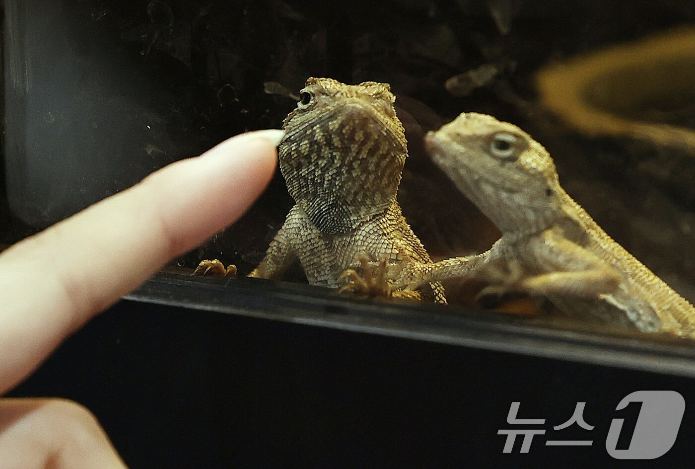 본문 이미지 - '파충류 박람회'에서 관람객이 도마뱀을 살펴보고 있다. 2026.5.10 ⓒ 뉴스1 구윤성 기자