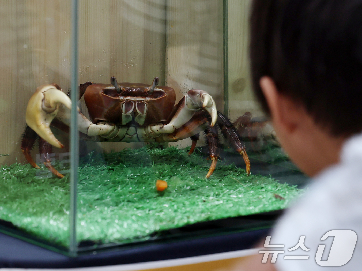 (서울=뉴스1) 구윤성 기자 = 10일 서울 강남구 세텍(SETEC)에서 열린 '제3회 2026 관상어 파충류 박람회'에서 어린이 관람객이 전시된 게를 살펴보고 있다. 2026.5 …