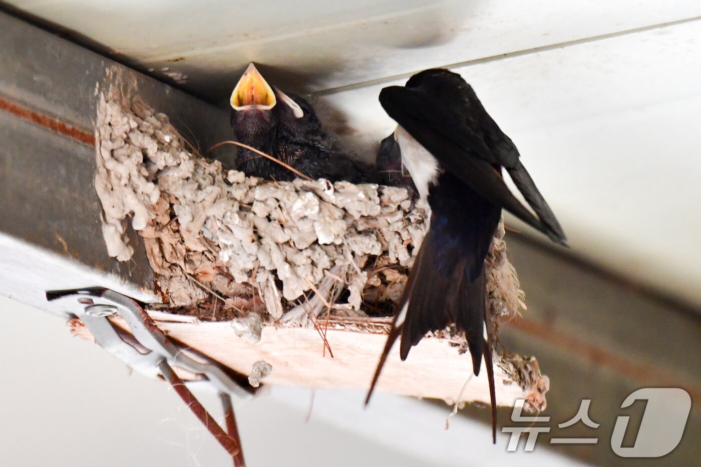 본문 이미지 - 11일 오전 경북 포항시 북구 영일대북부시장 상가 처마 밑에 둥지에서 제비 새끼들이 먹잇감을 받아먹기 위해 입을 크게  벌리고  있다. 2026.5.11 ⓒ 뉴스1 최창호 기자