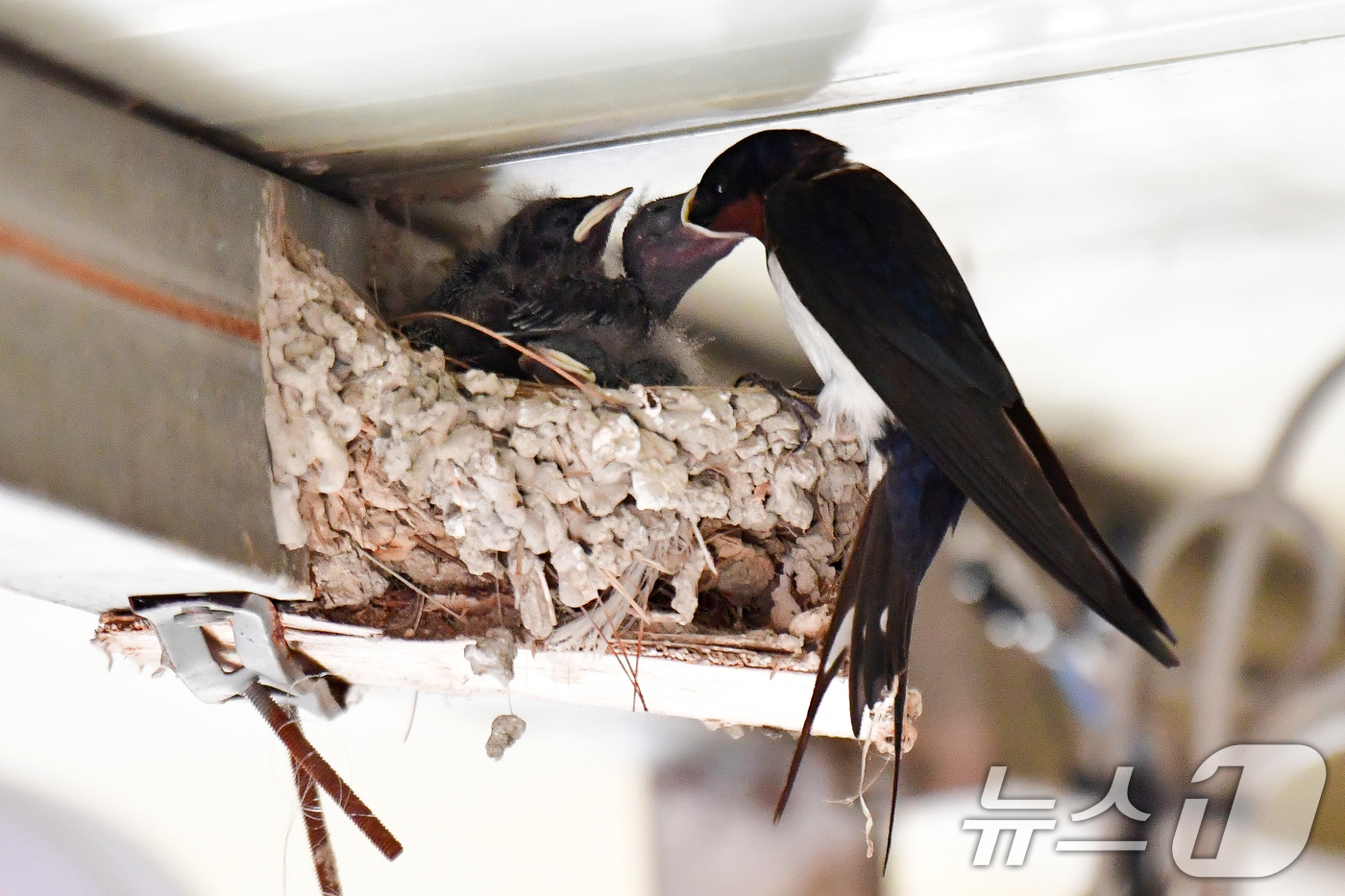 (포항=뉴스1) 최창호 기자 = 11일 오전 경북 포항시 북구 영일대북부시장 상가 처마 밑에 둥지를 튼 제비가 새끼들에게 먹잇감을 물어다고 주고 있다.  2026.5.11/뉴스1