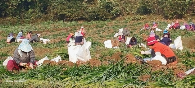 당진시, 공공형 계절근로자 사업 확대 운영…"농번기 인력난 해소"