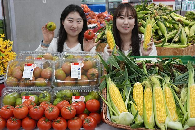 초여름 농산물 출하 시계 빨라졌다…롯데마트, 초당옥수수 시즌 돌입